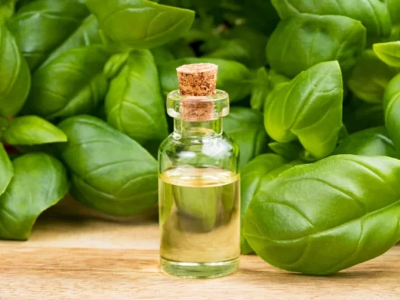 Basil Oils