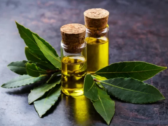 Bay Oil