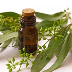 Eucalyptus Oil