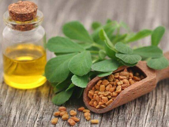 Fenugreek Oil